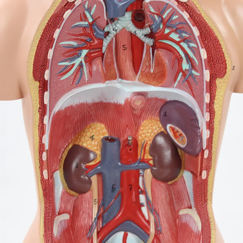 45cm Medical Human Torso Model 16 Parts Anatomy Body Bisexual Anatomical Models Assembled Science Educational