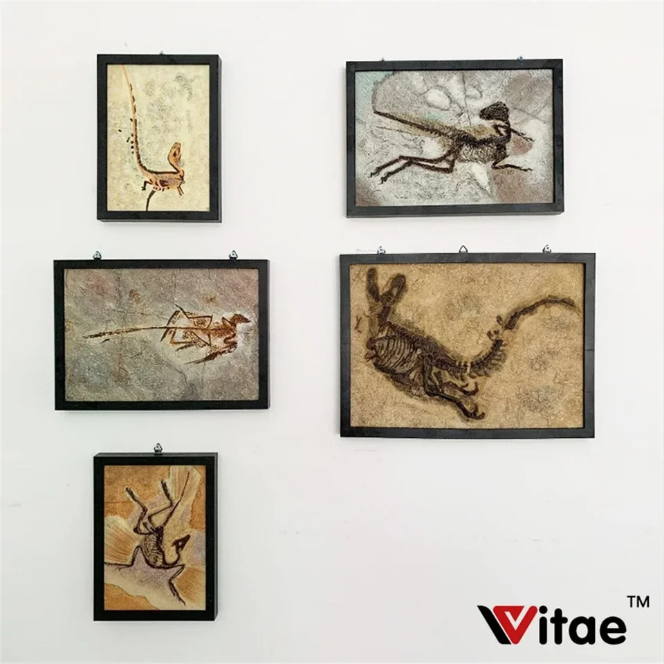 恐竜の写真フレーム,恐竜のおもちゃ,vitae sinosauropteryx