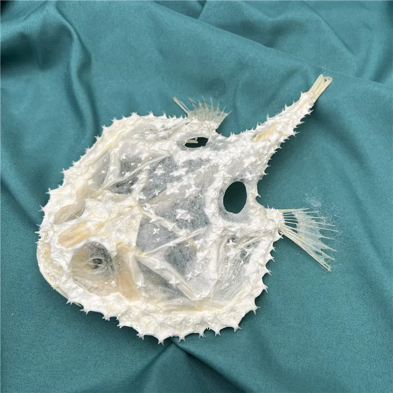 

1 pcs Real Spicy Tomato Fish Skeleton Skull Taxidermy Art Deco 12-18cm