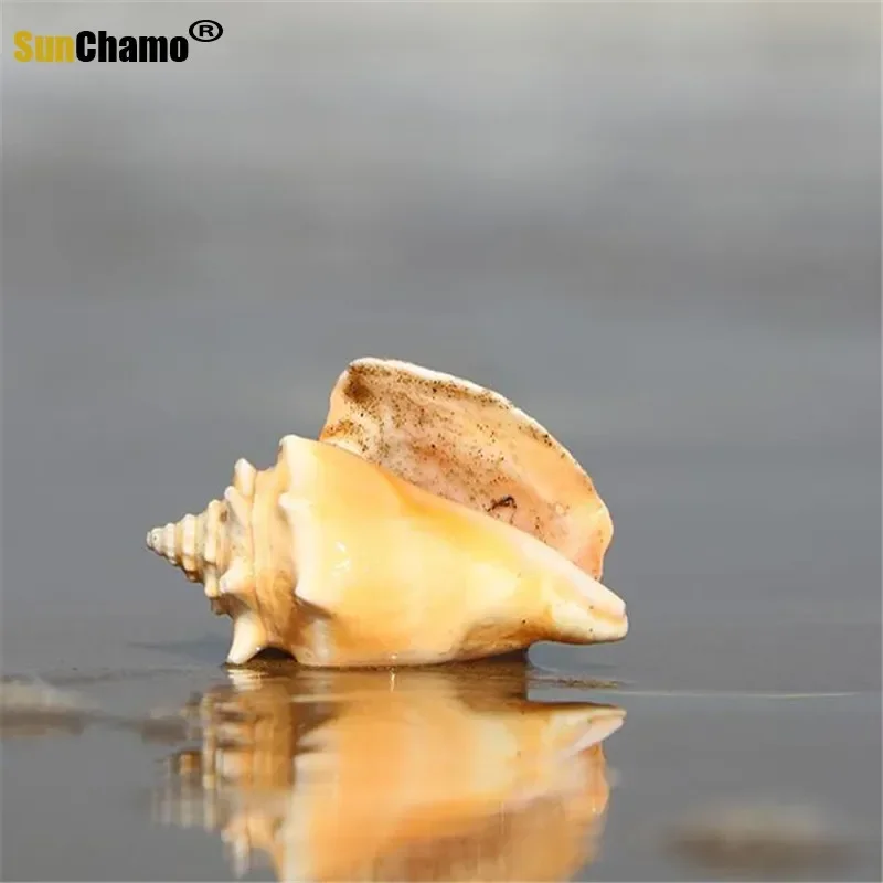 8 pcs/lot 7-9cm Golden Fist Natural Shell Conch Fine Specimen Fish Tank Decor Mediterranean Home Crafts Ornaments Nautical Ocean