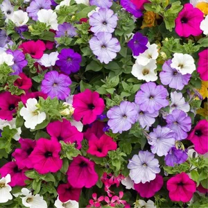 12 meilleures graines de bonsaï vendues - No 4