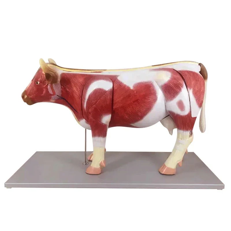 Cow Structure Anatomical Model With Detachable Organs For Veterinary Science