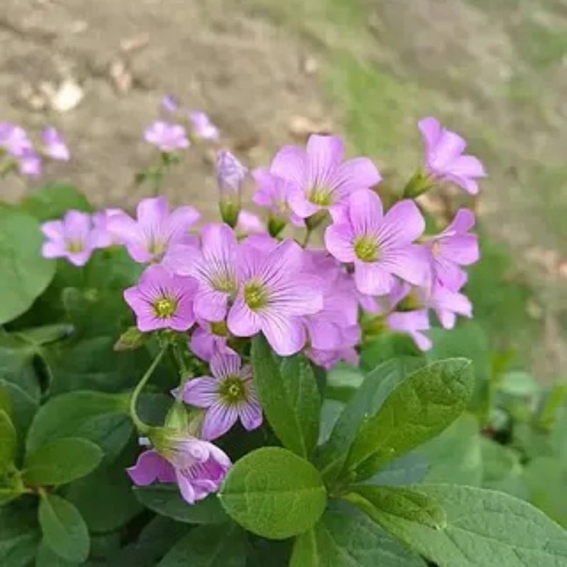 

JX PDI-HV7246MG 46KG 6-7.4V High Voltage High Precision Steel Gear Digital Coreless Standard Servo for RC Car Helicopter