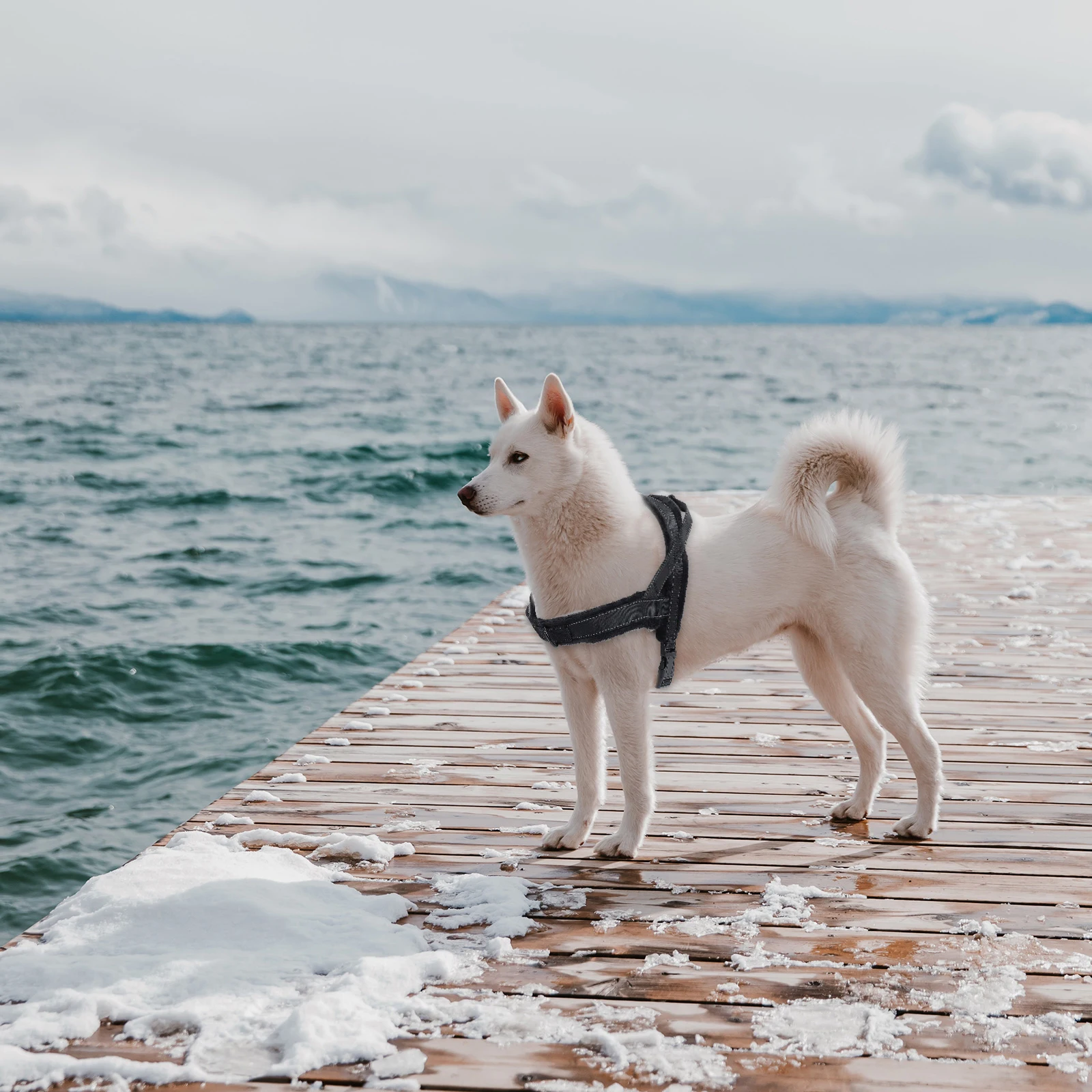 

1Pcs Comfortable Dog Harness Soft Breathable Nylon Pet Chest Strap Outdoor Walking Vest Dog Harness Pet Chest Strap