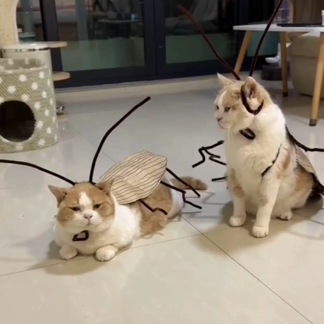 Cosplay Creative Outdoor Portable EDC Funny Dressing Props Cockroach Clothing Handmade DIY Cat Clothes