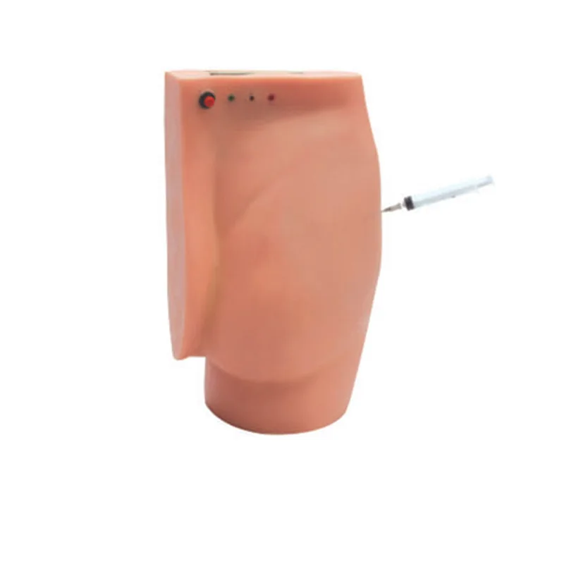 

unique Advanced Electronic Anatomical Buttock Training Model PVC Material for Nurse Education and Medical Science Trai