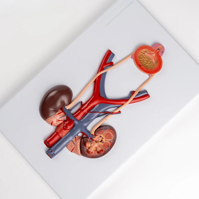 Teaching simulation human urinary system model, ureter, bladder, urethra, kidney anatomy model