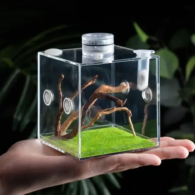 Pet Spider Acrylic Feeding Box Praying Mantis Larvae Mini Crawler Box Set Jumping Spider Songbird Case