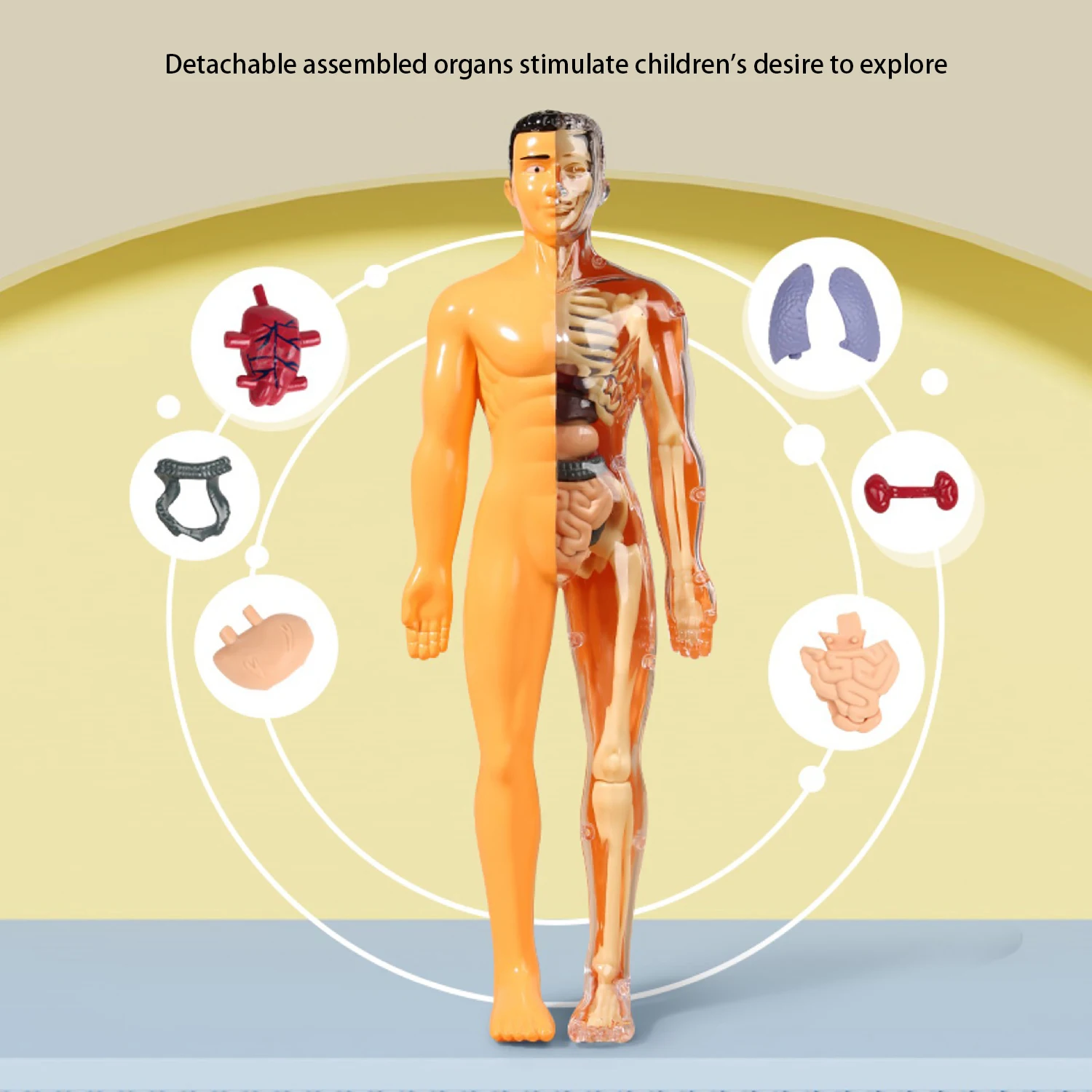 نموذج جسم الإنسان، لعبة الأطفال، الجذعية، العلوم والتعليم المعرفي، تجميع أجهزة الألغاز، لعبة الهيكل العظمي