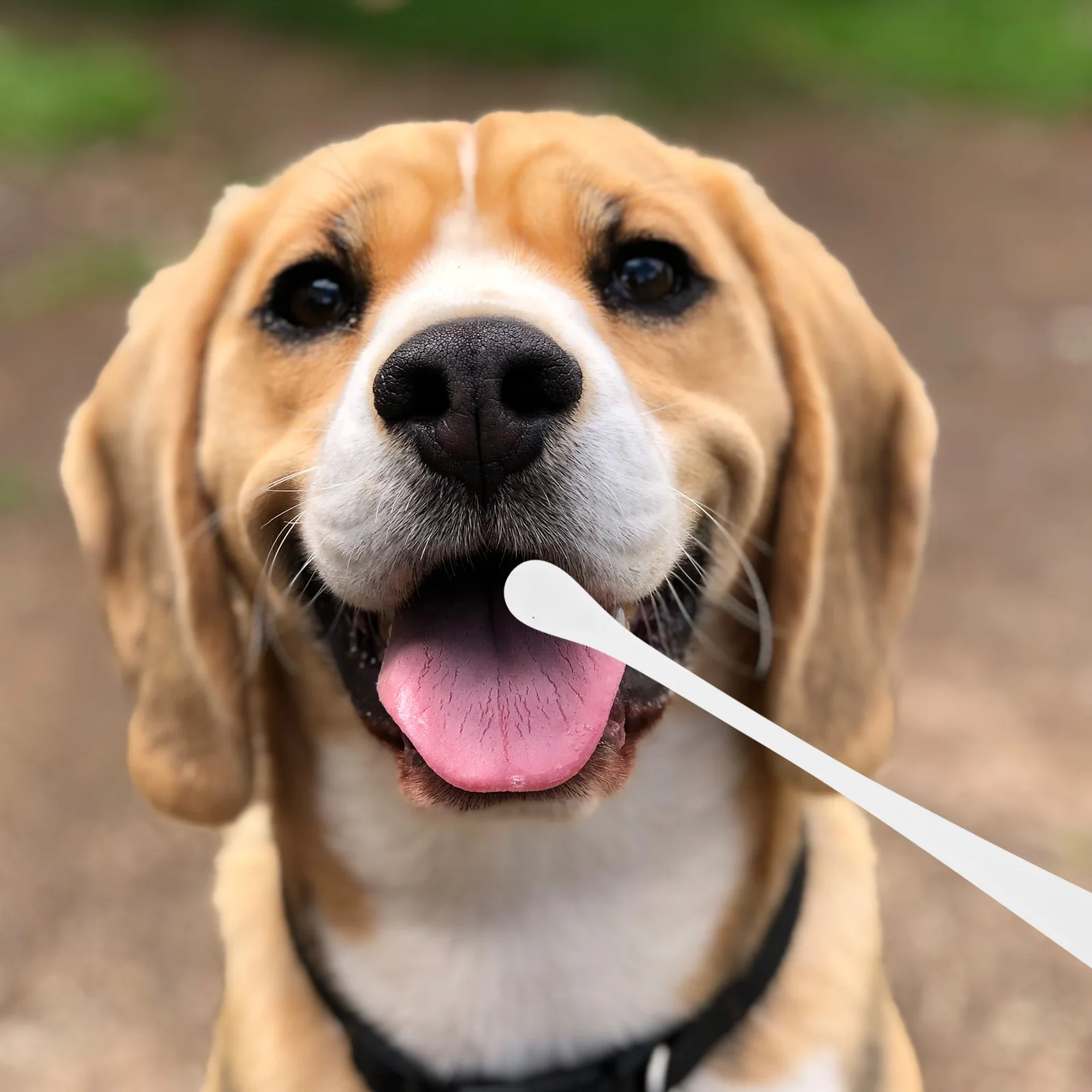 

Pet Toothbrush for Dogs Small Plastic Toothbrushes al Care Tools Puppy Clean Hard Bristles Ergonomic H Accessories