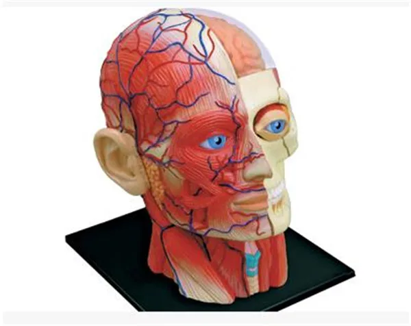 4D Medical Head Neural Tube Nerve Model Facial Teaching Head Anatomy Assembly Model