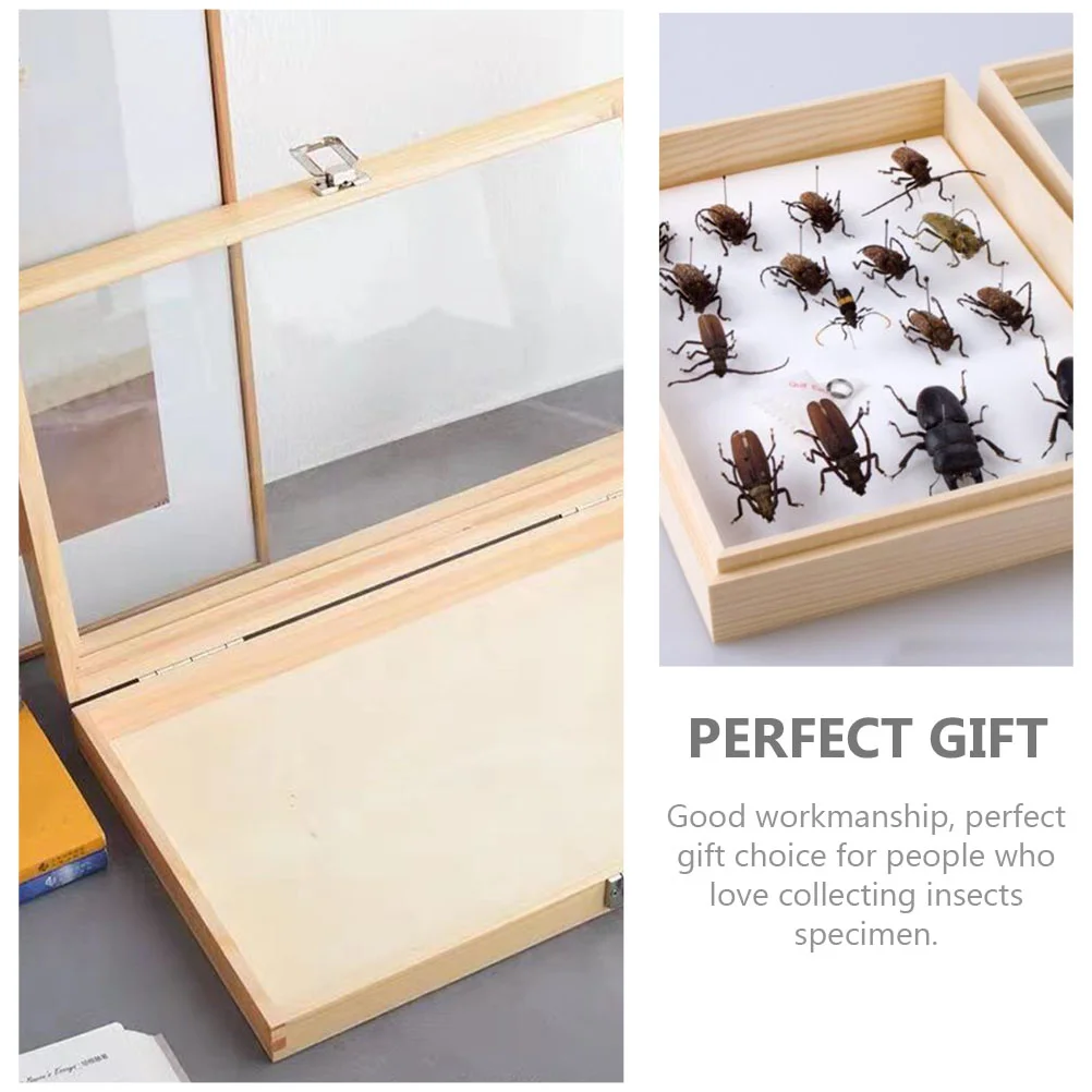 Entomology Display Boxes Case Butterflies Specimen Stand Butterfly Mounting Frame Wood