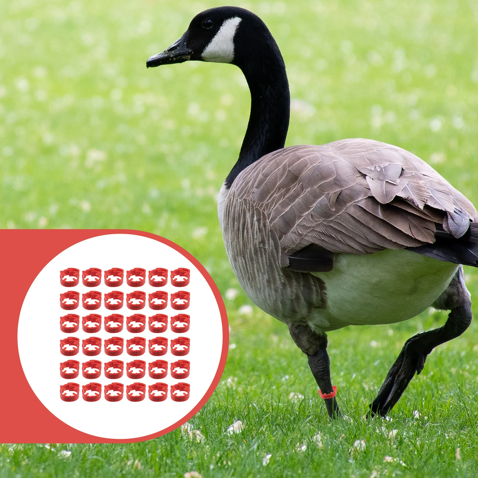 

100 Pcs Digital Anklet Rings Poultry Foot Bands Identification Chick Leg Plastic Chicken Tags Numbered Bantam