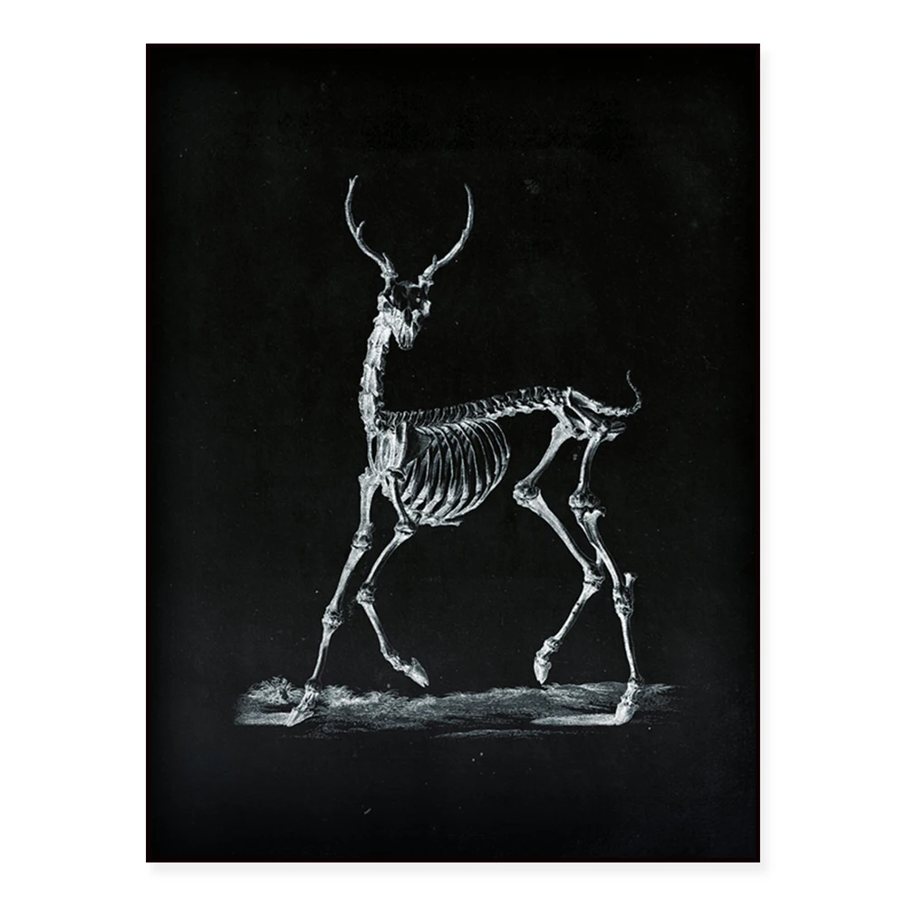 Animal anatomy, monkey, bear, tiger, ostrich, deer deer skull, turtle, boy skeleton and horse skull skeleton art ethereal poster
