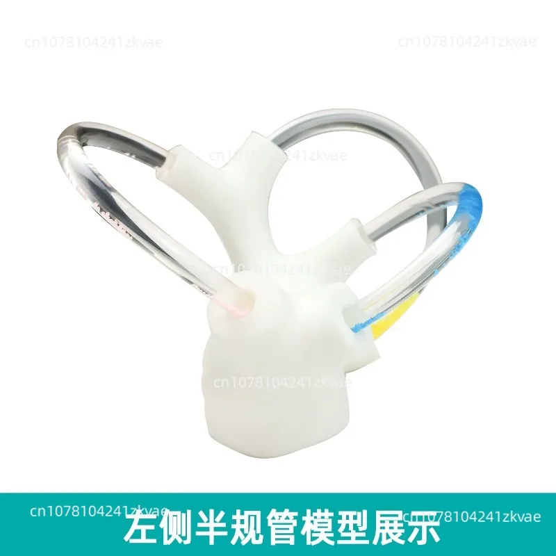 Suitable for Semicircular Canal Otolith Model Dynamic Skeleton Cochlea Inner Ear Structure Brain Nerve Vestibular Rehabilitation