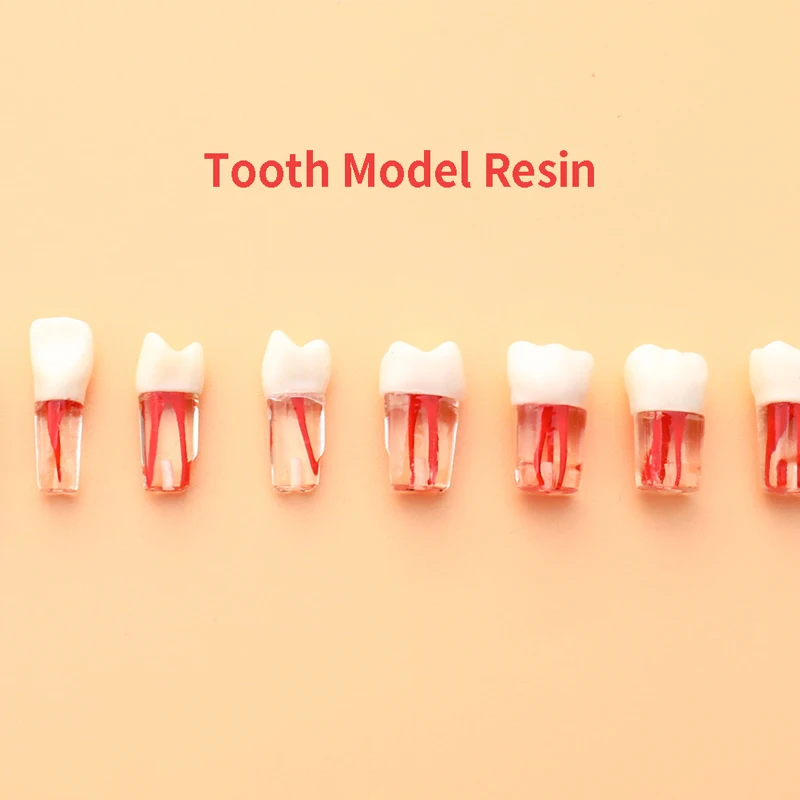 Modelo de diente Dental, conducto radicular medular, RCT, práctica, cavidad de pulpa, resina