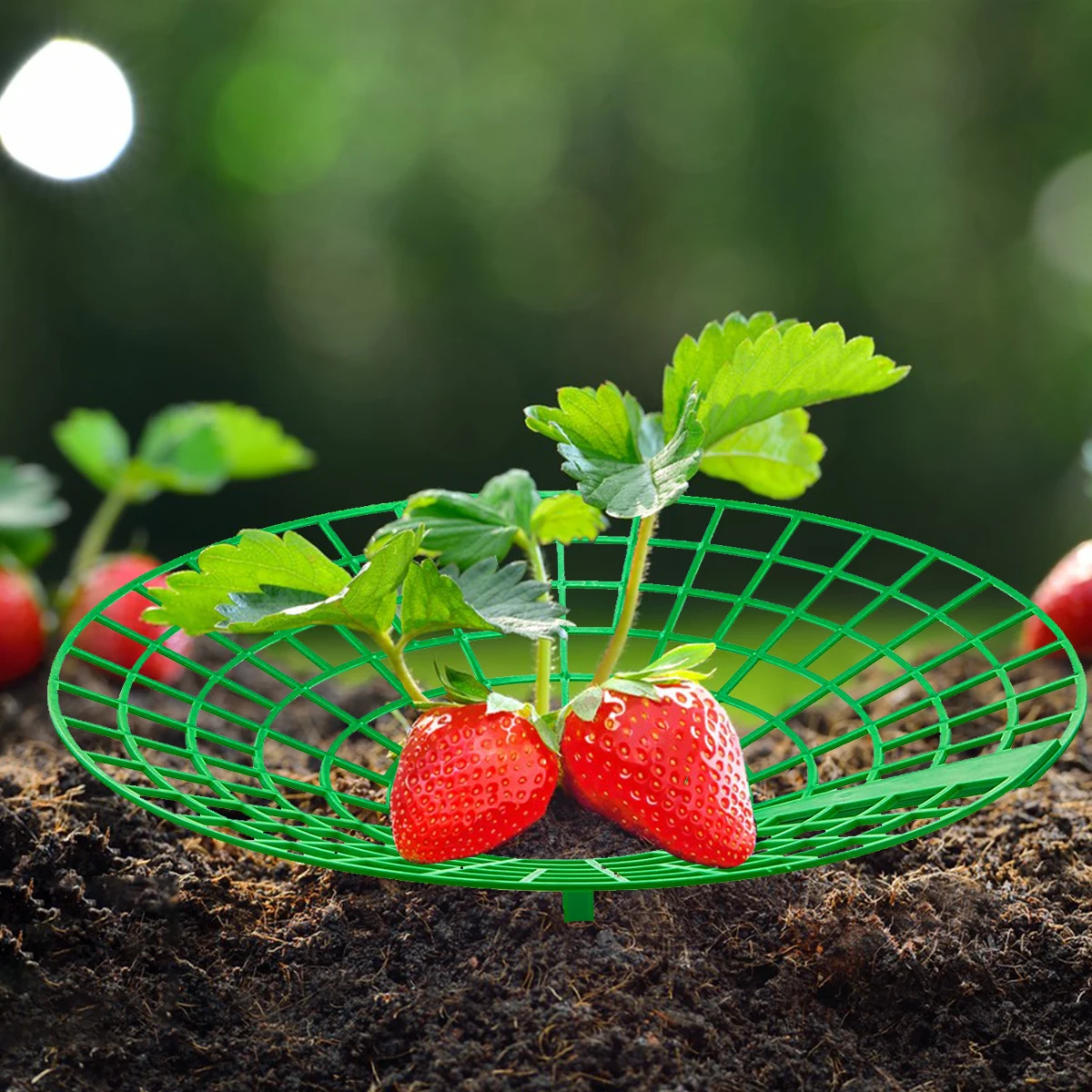 Soportes para plantas de fresa con 3 patas resistentes, bastidores para cultivo de fresas, marco Protector, jaula para moho, putrefacción y