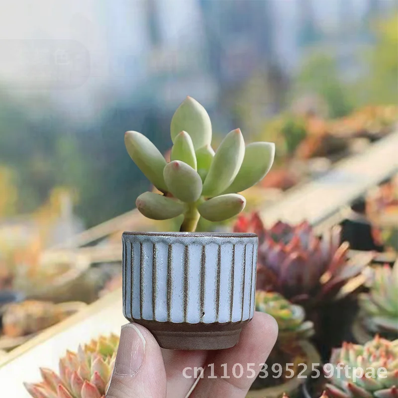 Vintage Cartoon Ceramic Flower Pot Breathable Biodegradable Stoneware Large & Small Diameter Simple Design for Fleshy Plants