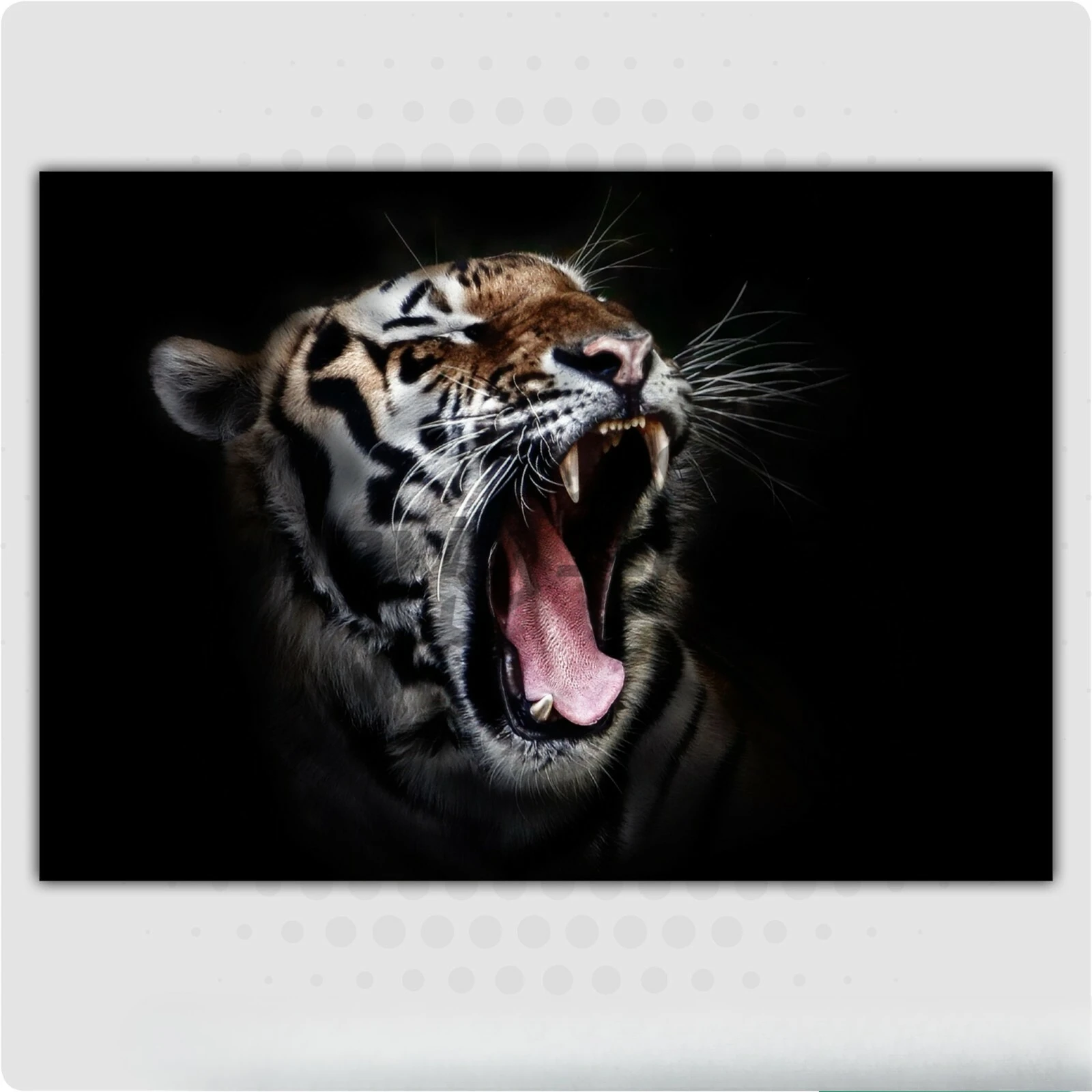 

Roaring Tiger Vinyl Stickers Car Van Truck Taxi Lorry Animal Lover Wild Cat