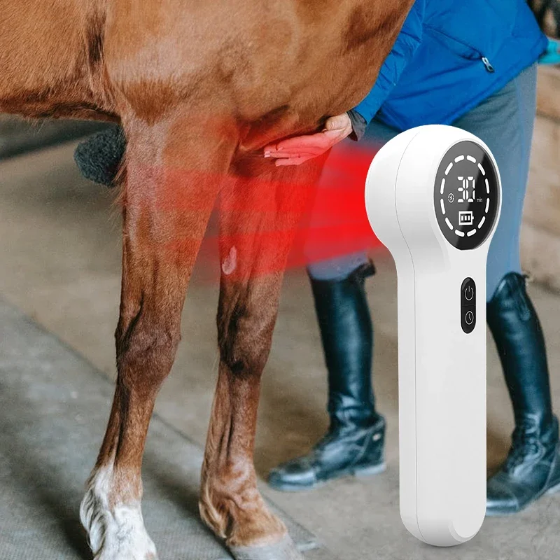 Animals Use Laser Therapy Physiotherapy Laser Therapy Machine For Horses Injuries Recovery