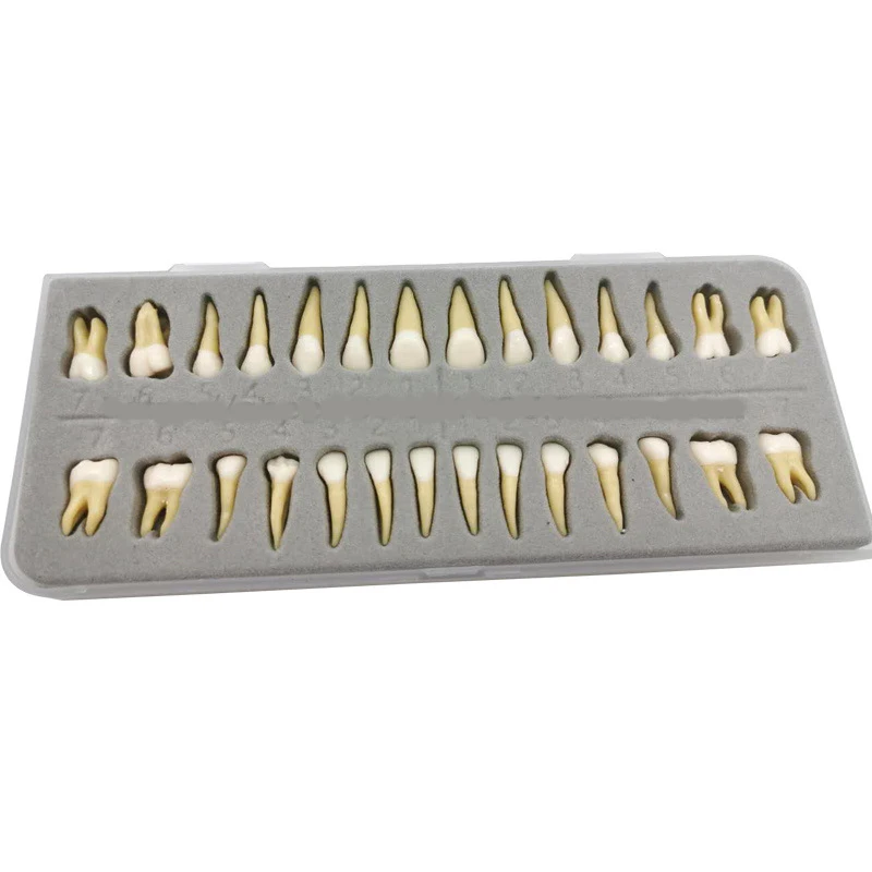 

28 шт., стоматологические монохромные постоянные зубы, модель зубов для взрослых с корнем, верхние нижние зубы для стоматолога, обучающая модель имплантата
