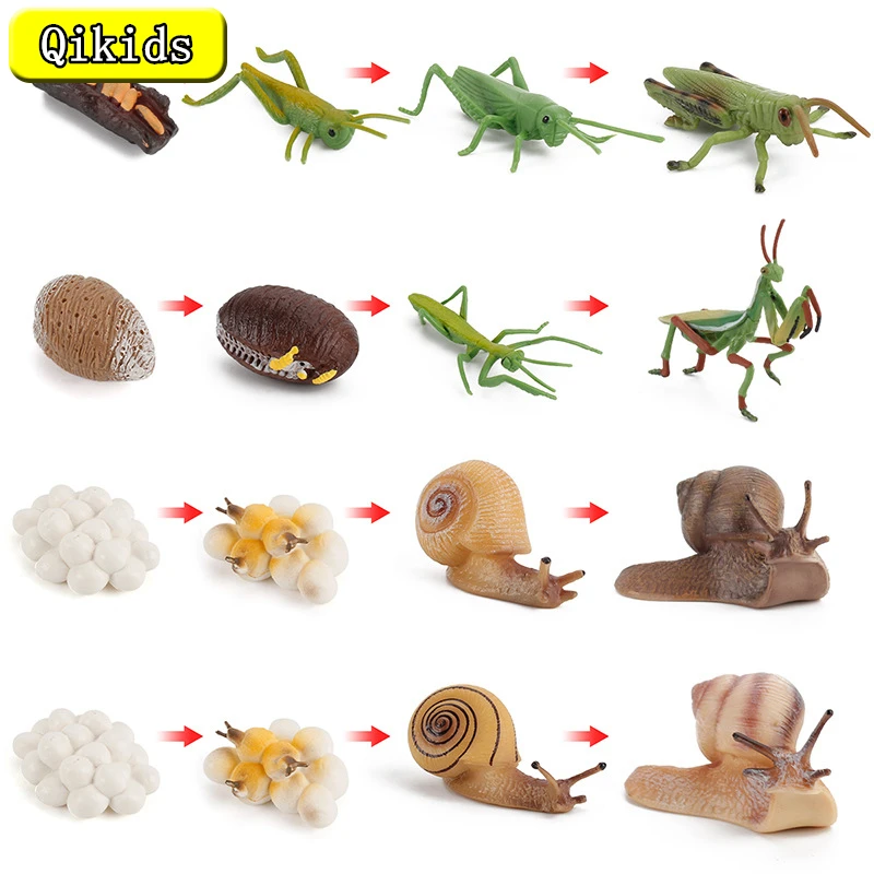 Snail Toy Growth Cycle Action Figure Animal Model Life Cycle Collectible Figurines Educational Toys Plastic Children Animals Set