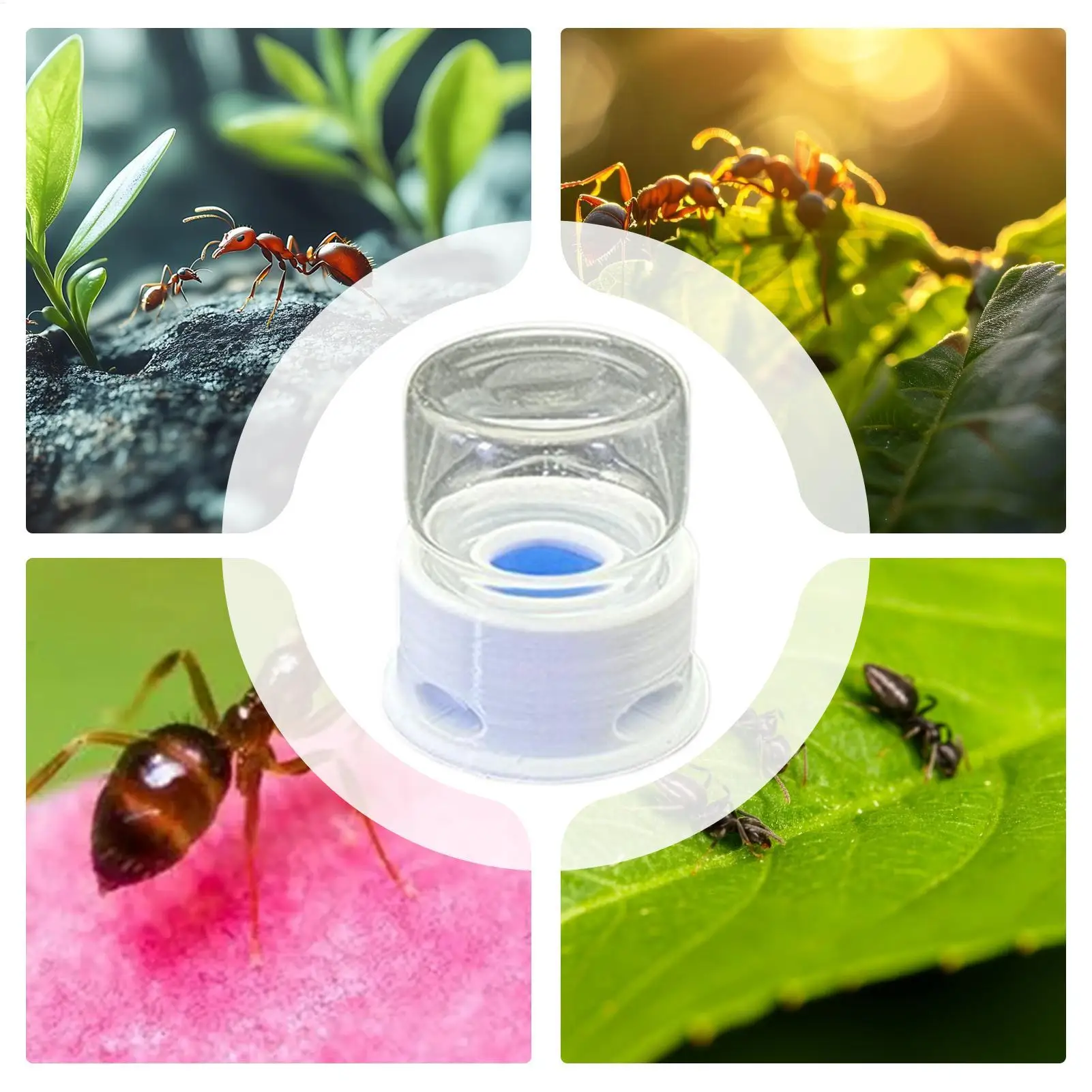 Bebedero transparente para hormigas, grillos y abejas, estación de agua con escalón para prevenir ahogamientos.
