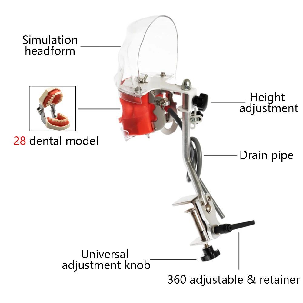 Simple Head Model with Teeth Dental Simulator Phantom Models for Dental Teaching Training Practice Model Dentistry Equipment