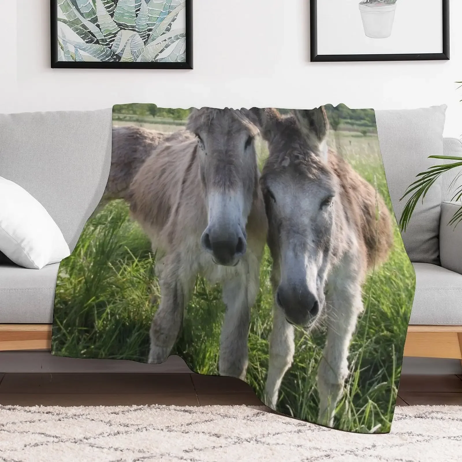 Adorable grey donkeys in the high grass meadow Throw Blanket sofa bed Furry Blankets