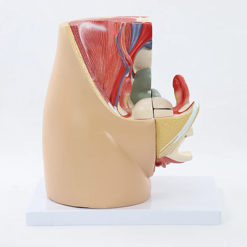 Human Female Pelvis Reproductive Anatomy Model Life size Median Sagittal Section Female Vagina Structure Model Medical Supplies