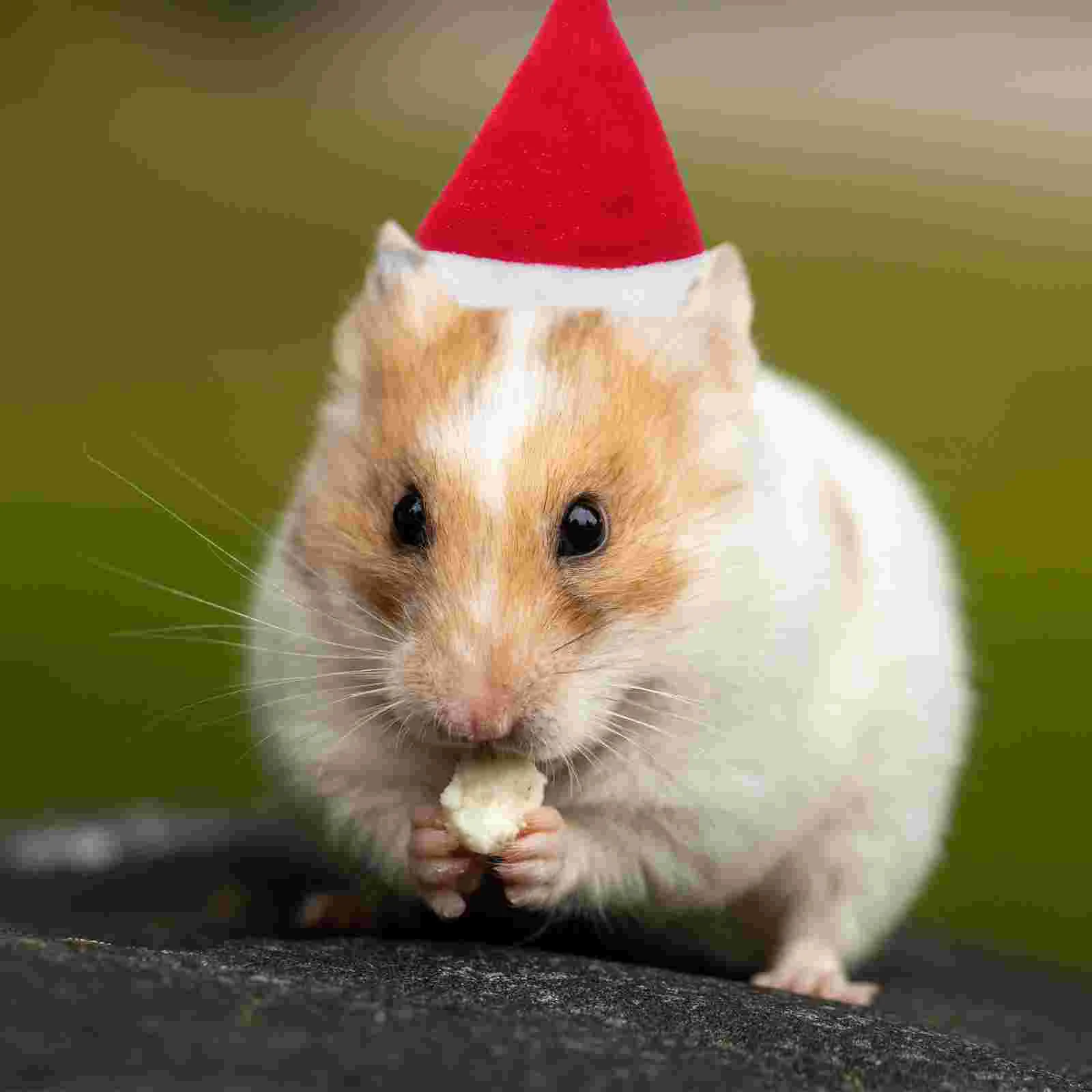 

4 Pcs Hat Hamster Women's Merry Christmas Party Hats Plush Knitted Santa Xmas Pet