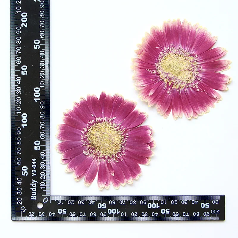 6-11cm/2 pces, natural pressionado gerbera flor cabeça, telefone diy caso aromaterapia vela prego realce fotografia pétala maquiagem