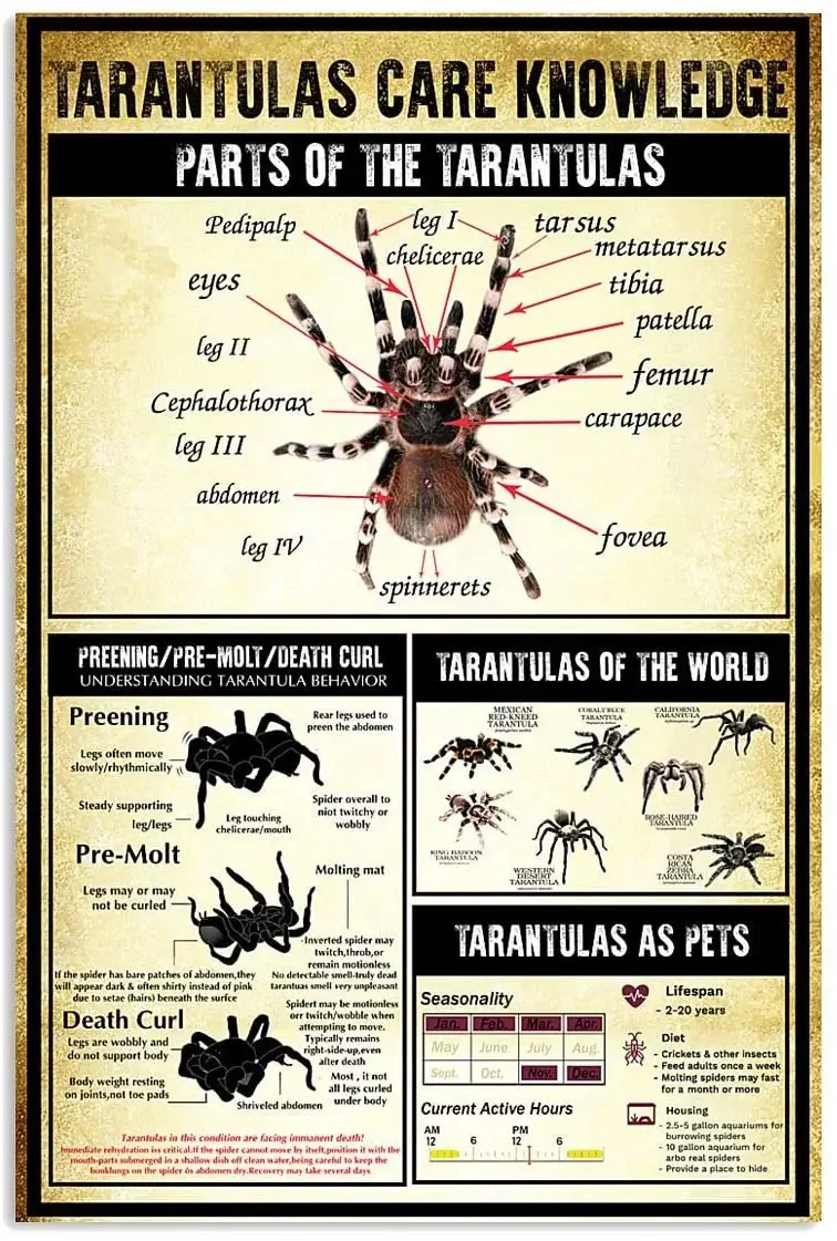 Affiche en métal « Tarantula Care Knowledge Tarantulas Of The World » pour la décoration de chambre à coucher, salon ou autres pièces.