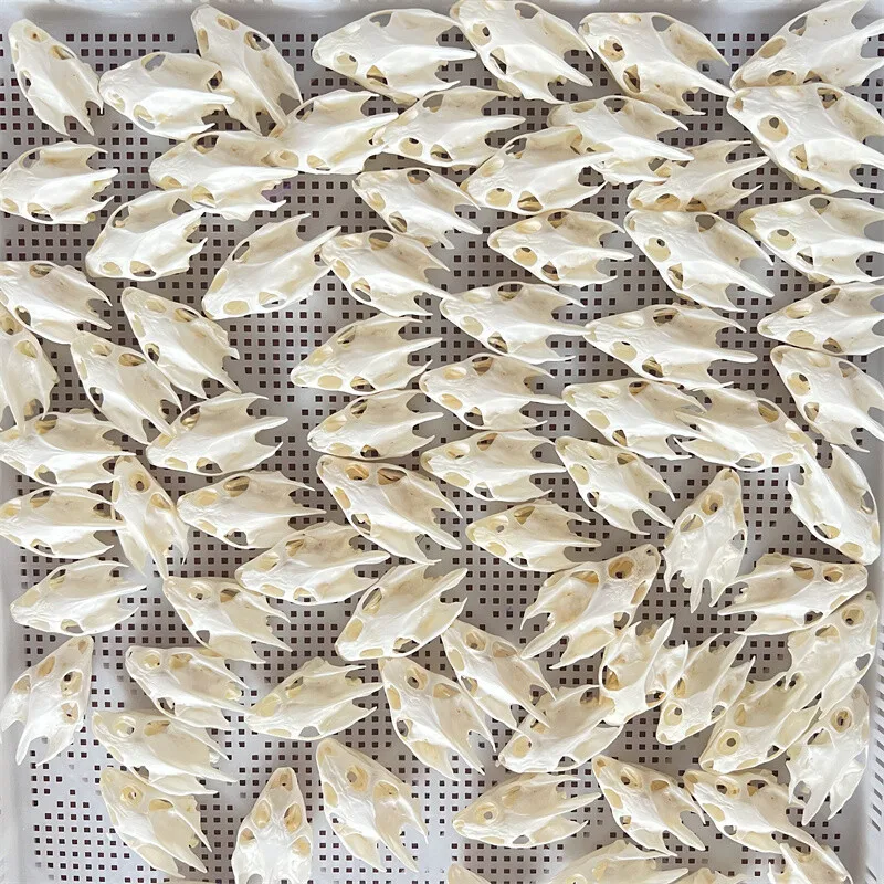 

wholesale 10/50/100 pcs Real Turtle Skulls/Collectibles/Precious Gifts/animal skull