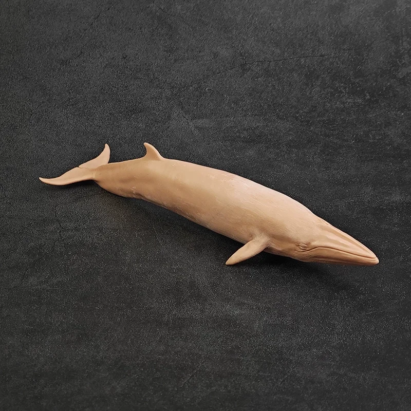 

1/35 25cm Balaenoptera acutorostrata Model Toys Ancient Prehistroy Animal Model Gk Customize 3D Printing