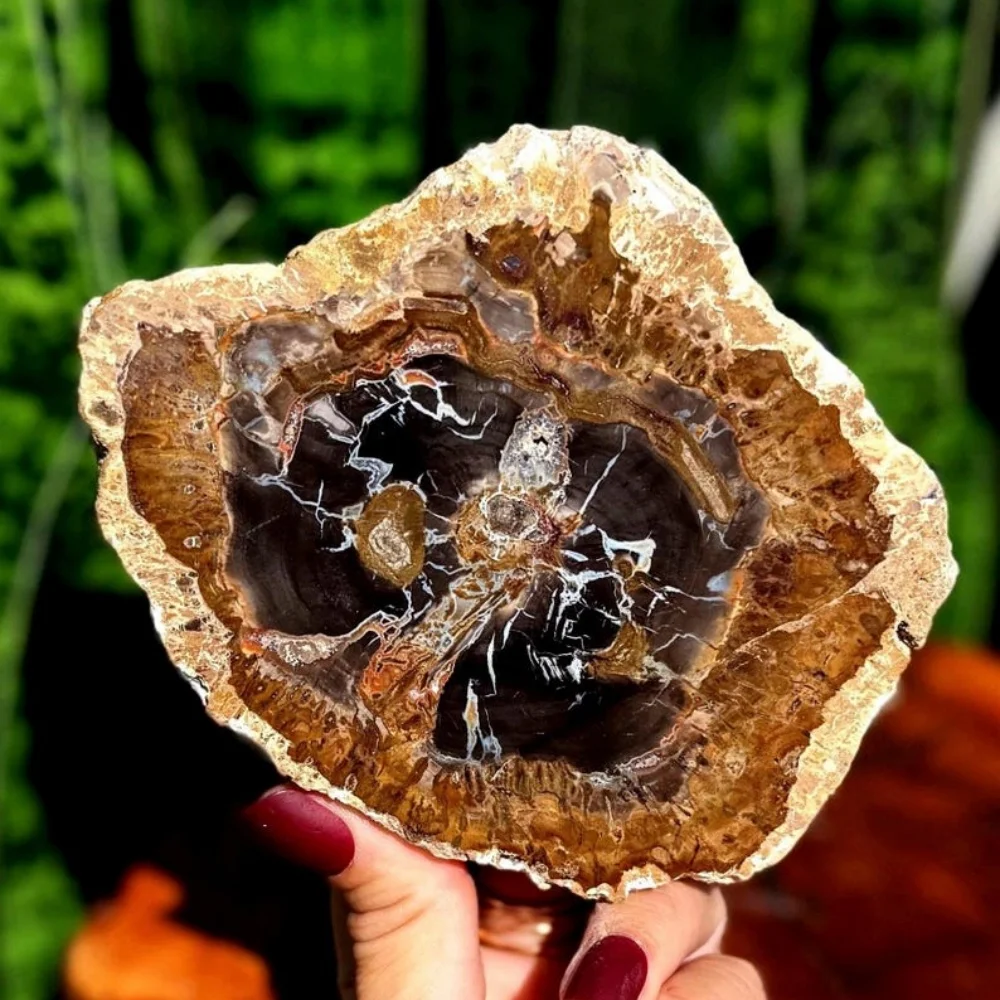 شرائح الخشب الطبيعية المتحجرة شريحة خشبية مع أنماط حلقة شجرة عينة معدنية للتأريض وموازنة الطاقة