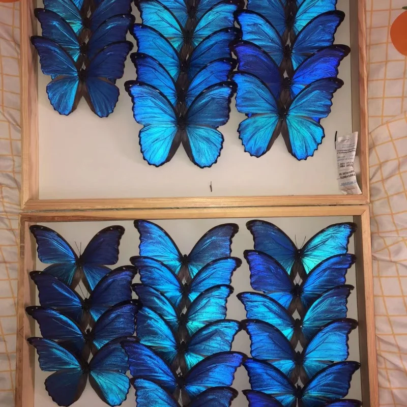 All\'ingrosso Morpho didius campioni di farfalle reali A1 campioni di animali alati a farfalla originali regalo di san valentino decorazioni per la