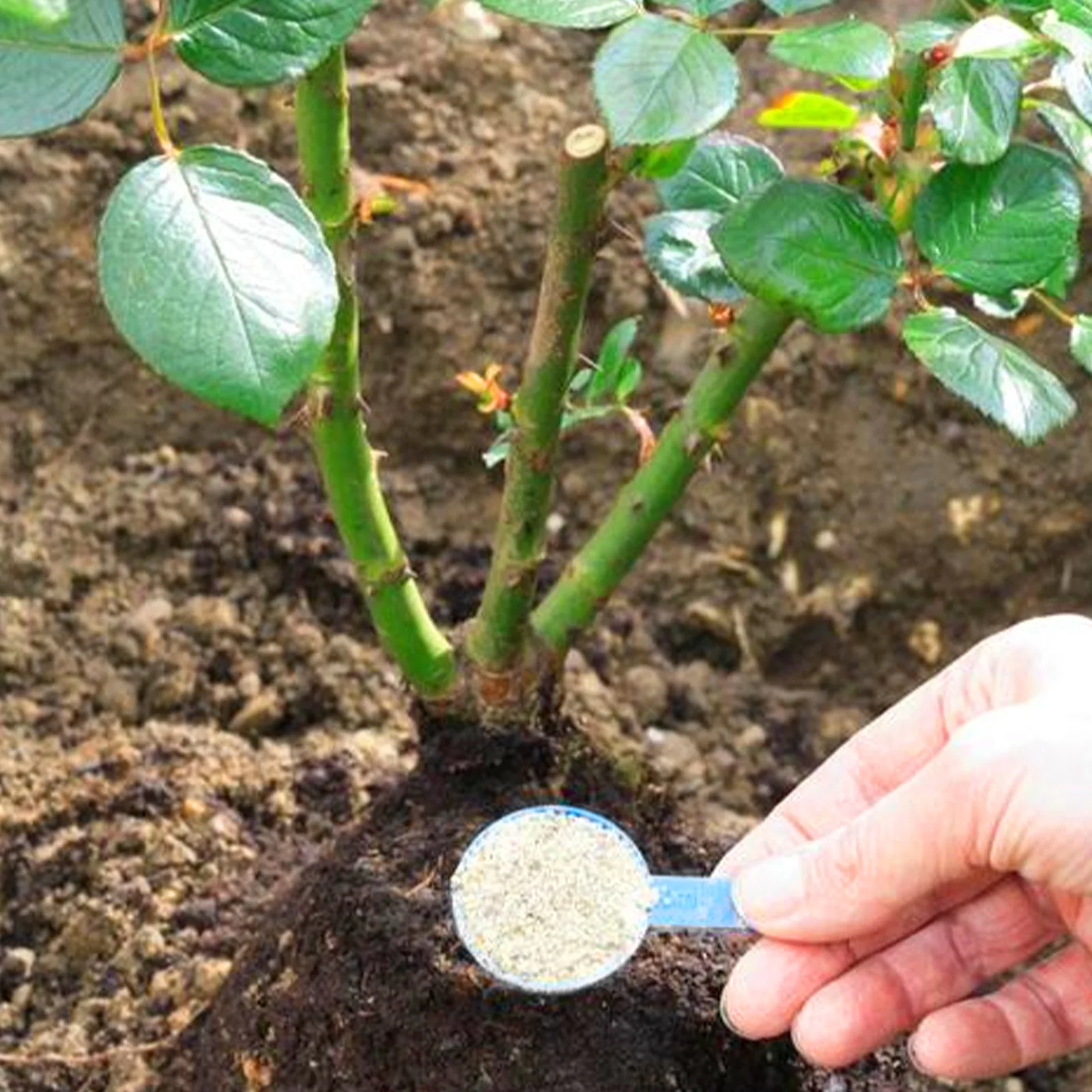 1Rare Plant Rooting Powder Plant Fruit Flower Rapid Rooting Nutrition Hydroponics Garden Nutrition Plant Growth Rooting Powder view 6