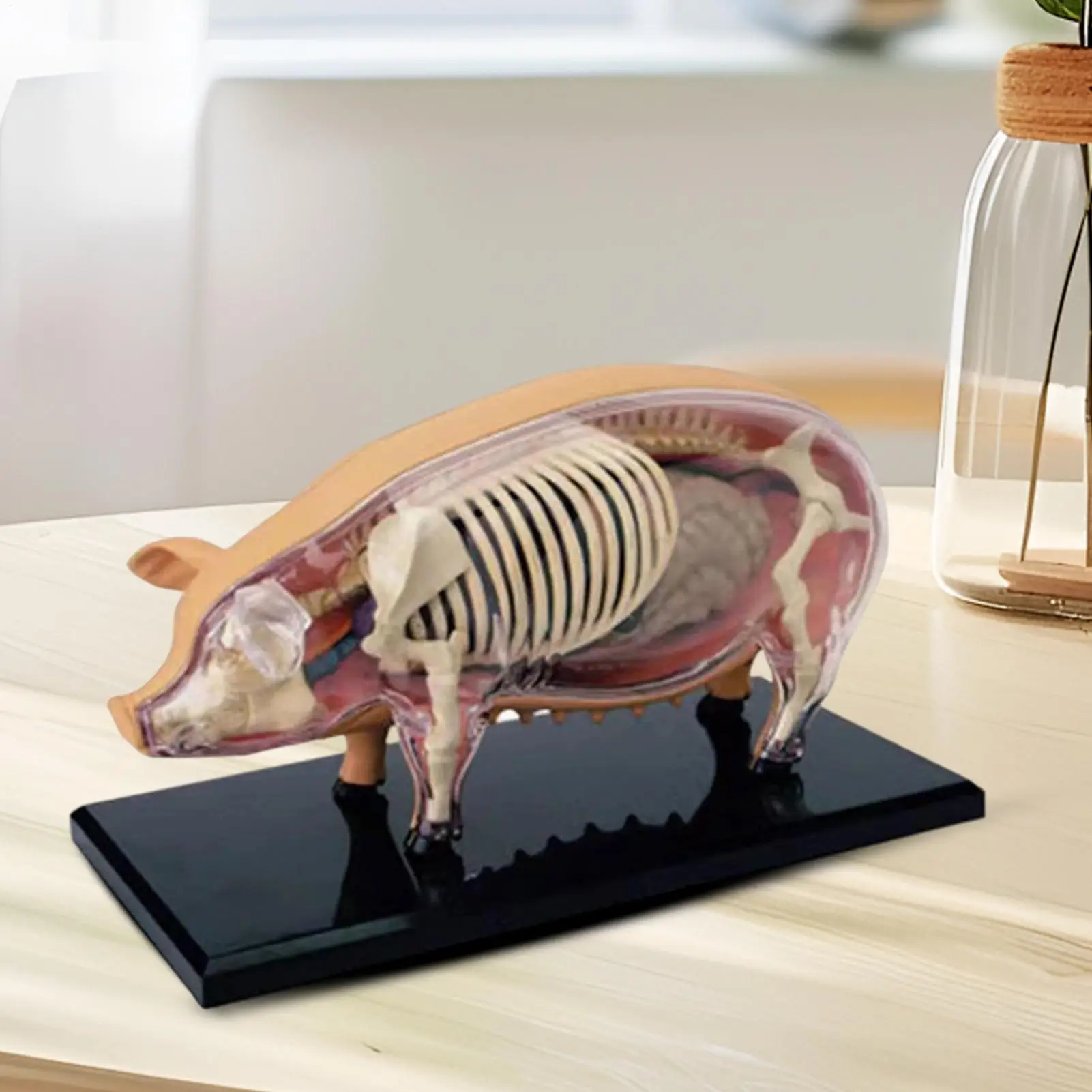 Modelo de anatomia do suíno destacável-idiílio de ensino de biologia veterinária brinquedo de demonstração científica destacável para clínicas de animais de estimação em sala de aula