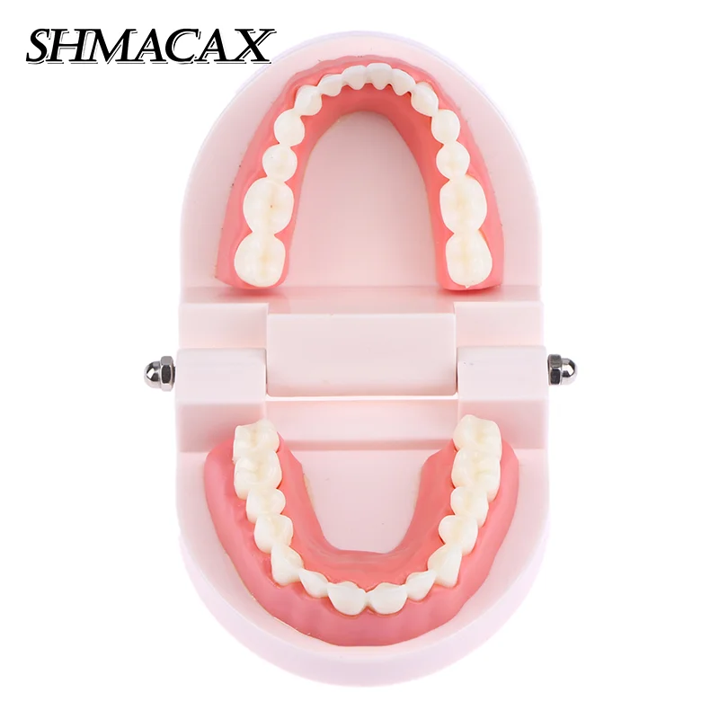 نموذج تعليم الأسنان نموذج لشكل الأسنان القياسي دراسة التدريس مظاهرة Typodont لنماذج التدريب على ممارسة طلاب طبيب الأسنان