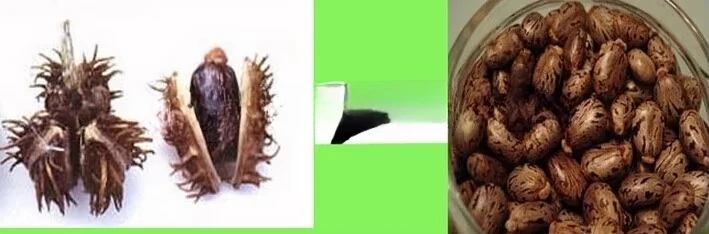 آلة قصف ريسينوس الصغيرة / آلة تقشير حبوب الخروع #2