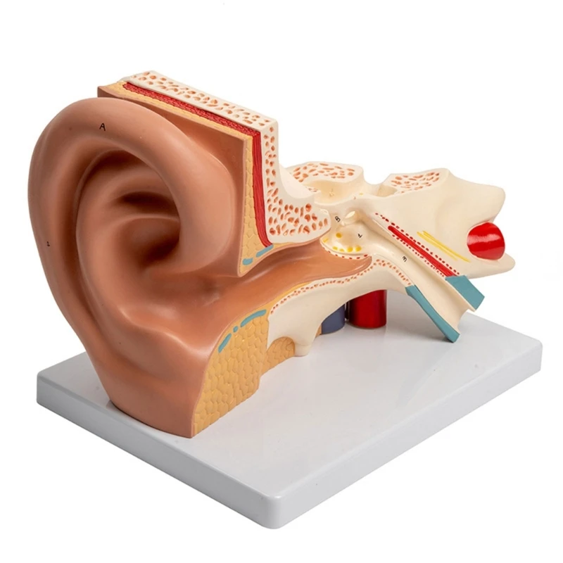 

Enlarged Human Auditory Organ Anatomy Model Teaching Aids, Anatomical Ear Model Shows Outer Ear Inner Ear Cochlear