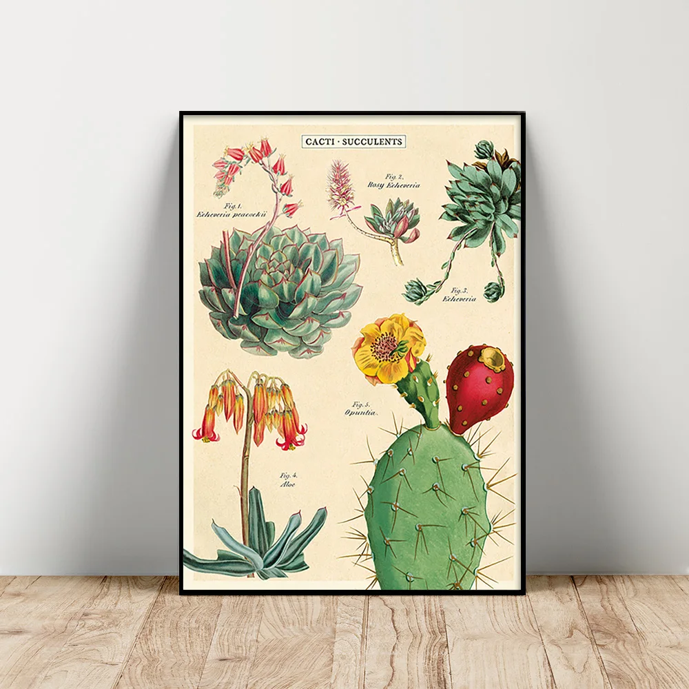 

Cavallini Print Art Poster Cactus Succulent Plant Canvas Painting Flower Botany Wall Picture Phytology Decor