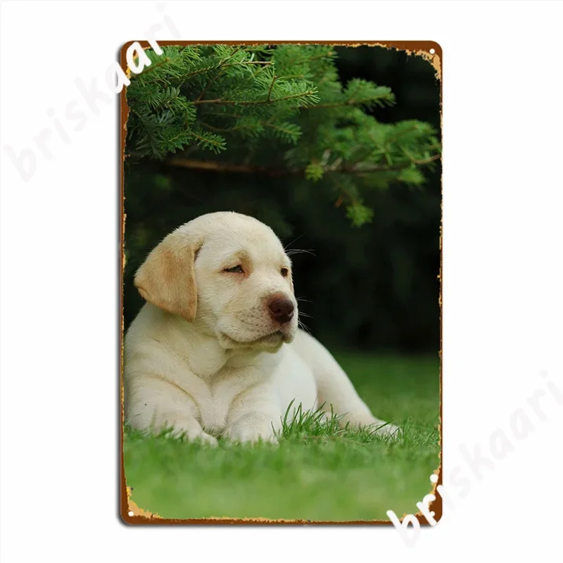 Labrador Retriever Puppy Metal Plaque Poster Funny Club Home Plaques Club Bar Tin Sign Posters