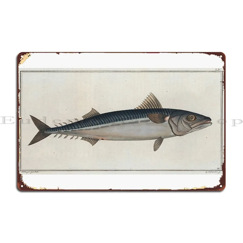 Vintage Illustration Of An Atlantic Mackerel 1785 Metal Plaque Create Design Kitchen Printing Garage Tin Sign Poster