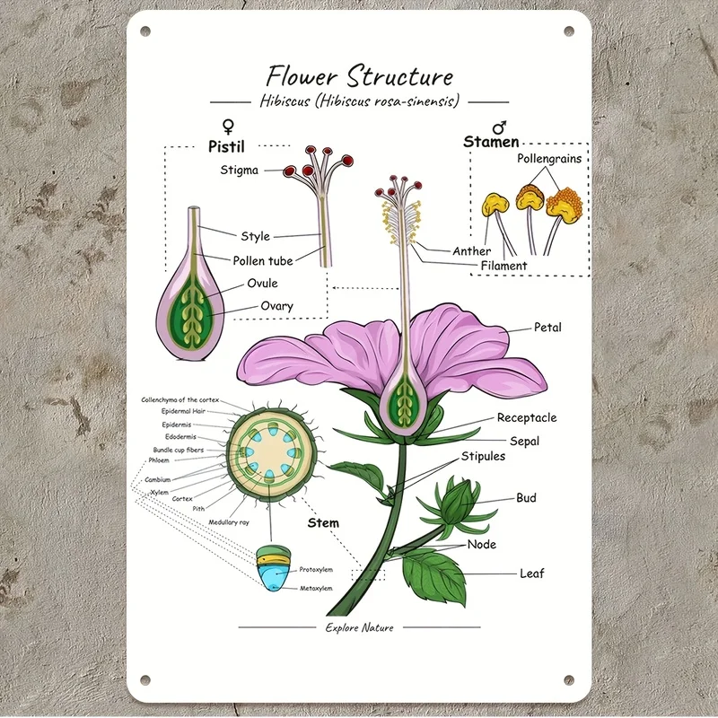 2D Flat 1Pcs Botanical Anatomy Metal Tin Sign, Botany Educational Theme Decorative Wall Plaque, Wall Art Decor for Classroom Hom