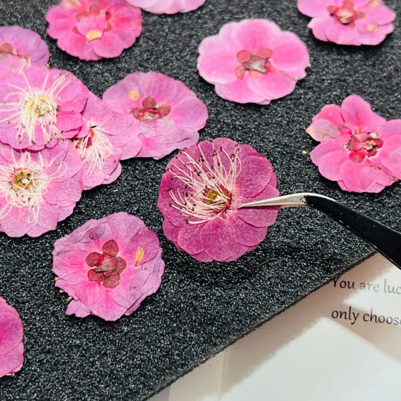 Juego de 12 Uds. De flores de ciruelo secas prensadas para manualidades, resina epoxi, fabricación de joyas, marcapáginas, maquillaje, flores secas, arte de uñas