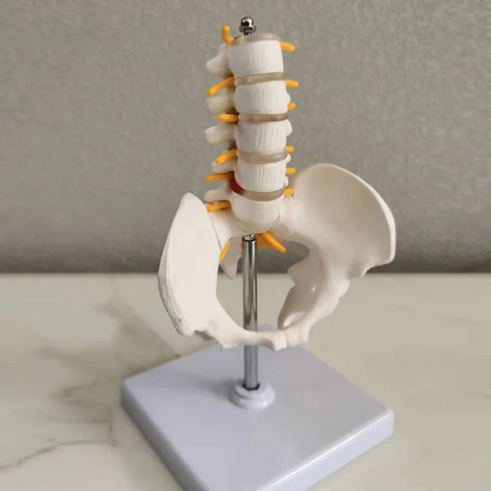 حوض نصف بالحجم الطبيعي مع 5 نماذج فقرات قطنية، إصلاح العمود الفقري القطني بعد الولادة لمفاصل الحوض إطار هيكلي متحرك #3