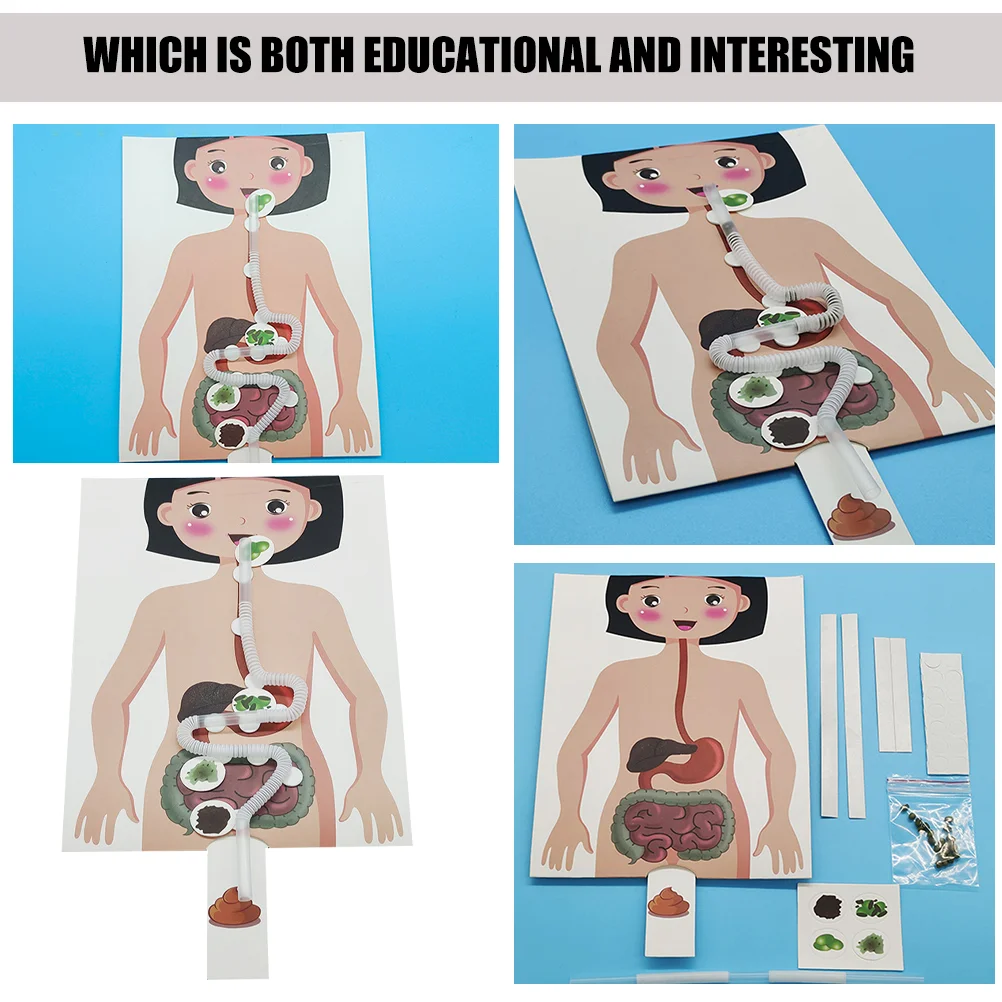 2 sets spijsverteringsstelsel model onderwijs speelgoed voor kinderen peuter speelgoed DIY experiment kit simulatie menselijk kind