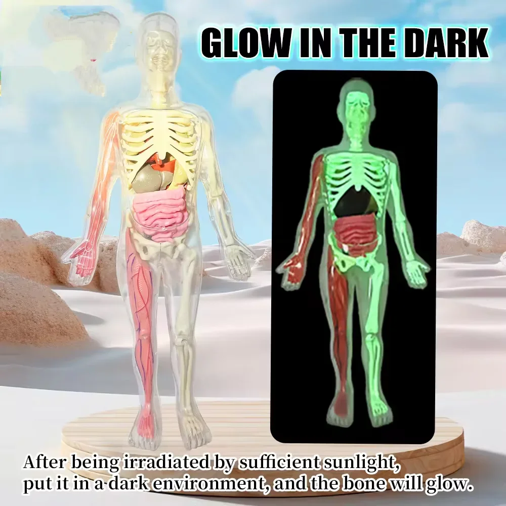 Menschliches Skelett Orgel Anatomie Biologisches Lehrmodell Aids Glow in the Dark Menschlicher Körper Montage Lernspielzeug für Kinder Geschenke